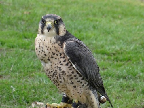 Falcon, Plėšrusis Paukštis, Paukštis, Helmsley