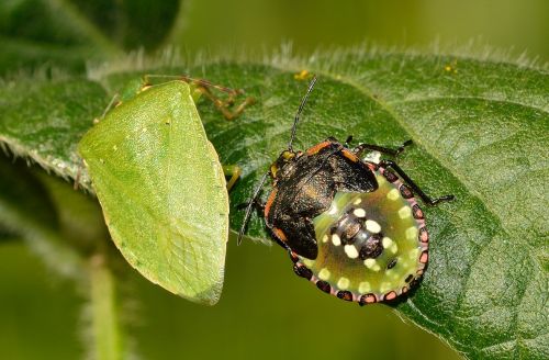 Hemiptera, Klaida, Nezara, Viridula