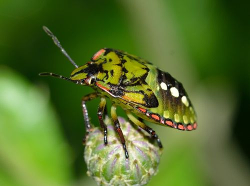 Hemiptera, Vabzdžiai, Nezara, Viridula, Jaunas