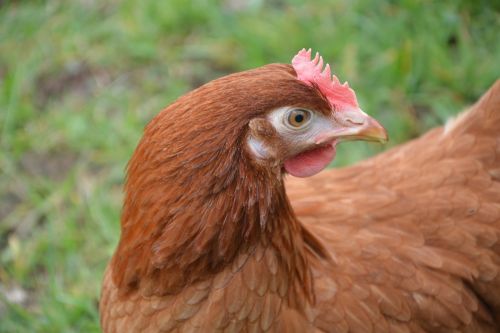 Višta,  Raudona Višta,  Dedeklės,  Žemas Teismas,  Kiaušiniai,  Paukštis,  Anima Namuose,  Gamta,  Naminiai Paukščiai,  Rašiklis,  Be Honoraro Mokesčio