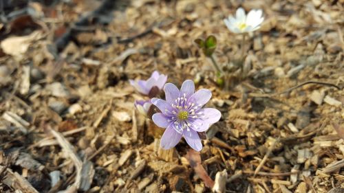 Hepatica, Violetinė, Gėlės, Pavasaris