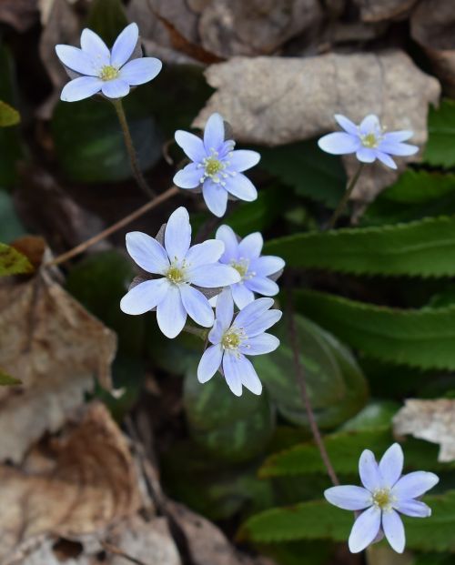 Hepatica, Wildflower, Gėlė, Žiedas, Žydėti, Augalas, Pavasaris, Mėlynas, Geltona, Medicinos, Gamta, Natūralus