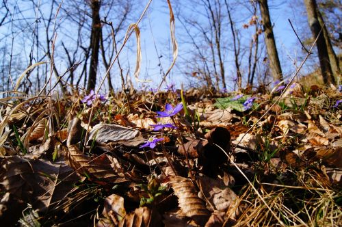 Hepatica, Pavasaris, Violetinė, Žiedas, Žydėti, Gėlė, Violetinė, Augalas, Žydėti