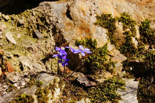 Hepatica, Pavasaris, Violetinė, Žiedas, Žydėti, Gėlė, Violetinė, Augalas, Žydėti