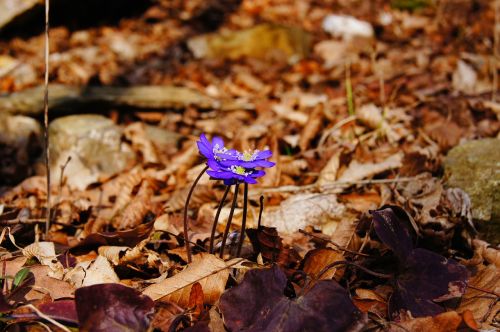 Hepatica, Pavasaris, Violetinė, Žiedas, Žydėti, Gėlė, Violetinė, Augalas, Žydėti