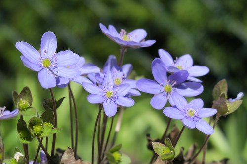 Hepatica,  Pobūdį,  Gėlė,  Augalų,  Vainiklapis