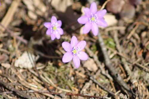 Hepatica, Gėlė, Pavasaris