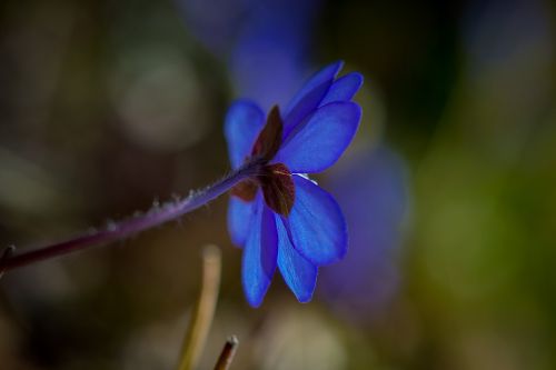 Hepatica,  Pavasaris,  Gėlė,  Mėlynas