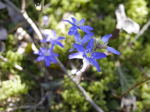 Hepatica, Pavasaris, Pennywort, Suomių, Miškas, Pavasario Augalas, Gėlė