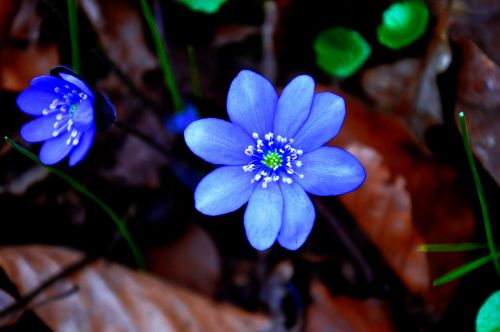 Hepatica Nobilis, Pavasaris, Mėlynas