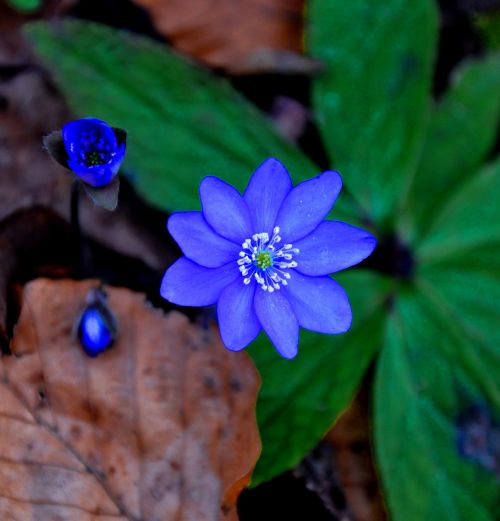 Hepatica Nobilis, Pavasaris, Mėlynas