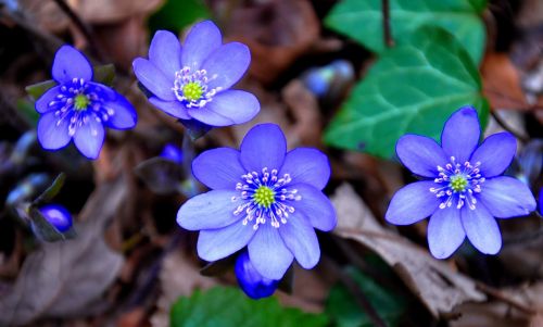 Hepatica Nobilis, Pavasaris, Mėlynas