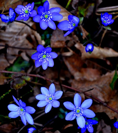 Hepatica Nobilis, Pavasaris, Mėlynas