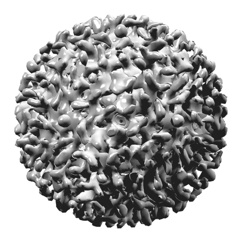 Hepatito B Virusas, Virusas, 3D, Struktūra, Medicina, Biologija, Mokslas
