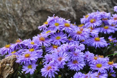 Herbstaras, Gėlės, Aster, Augalas, Mėlynas, Violetinė