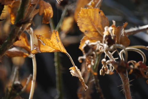 Herbstimpressija, Kritimo Lapija, Voratinklis, Ruduo