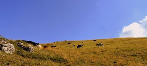Bandas, Karvė, Ganykla, Prato, Gyvūnai, Bovino, Kalnas, Žalias, Karvės