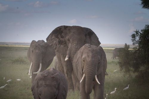 Dramblių Banda, Dramblys, Nacionalinis Parkas, Kenya, Afrika, African Bush Dramblys, Dideli Penki, Masai Mara, Gamta, Gamtos Parkas, Rytų Afrika, Proboscidea, Safari, Žinduoliai, Gyvūnai, Šventė