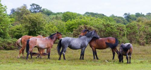 Arklys,  Arkliai,  Laukiniai,  Bandas,  Gyvūnas,  Gyvūnai,  Arkliai,  Ponis,  Poniai,  Naujas & Nbsp,  Miškas,  Naujas & Nbsp,  Miško & Nbsp,  Ponis,  Nauji & Nbsp,  Miško & Nbsp,  Poniai,  Anglija,  Anglų,  Kaimas,  Gamta,  Gražus,  Laisvas,  Viešasis & Nbsp,  Domenas,  Laukinių Arklių Bandas