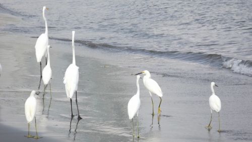 Heronas, Heronai, Paukščiai, Vandens Paukščiai, Costa, Vandens Paukštis, Plunksnos, Didžioji Egret