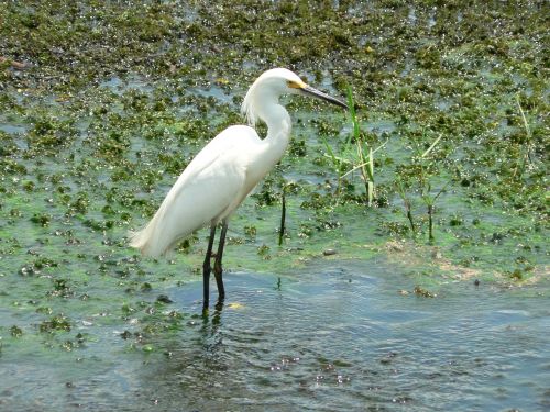 Heronas, Paukštis, Gamta, Plumėjimas, Rytas, Vandens Paukštis, Gyvūnų Pasaulis, Fauna, Vanduo, Pelkė, Florida