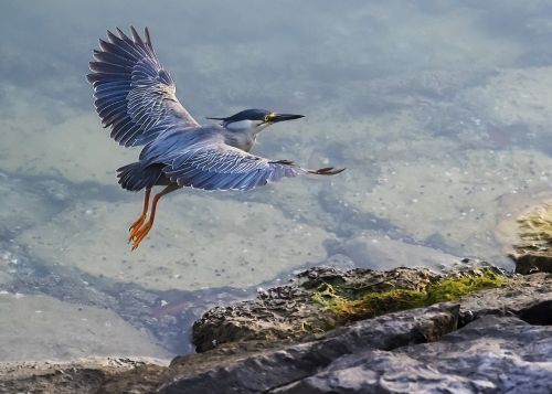 Heronas, Striated, Žalias, Mangroviai, Paukštis, Gamta, Laukinė Gamta, Gyvūnas, Vanduo, Snapas, Laukiniai, Lagūnas, Vandens Paukštis, Kranto Bird