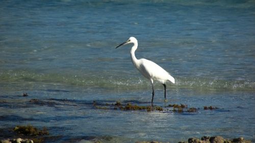 Heronas, Jūros Paukštis, Paukštis, Gamta, Laukinė Gamta, Gyvūnas, Vanduo, Paukščių Stebėjimas, Stovintis, Žiūrėti, Papludimys, Fauna, Kipras