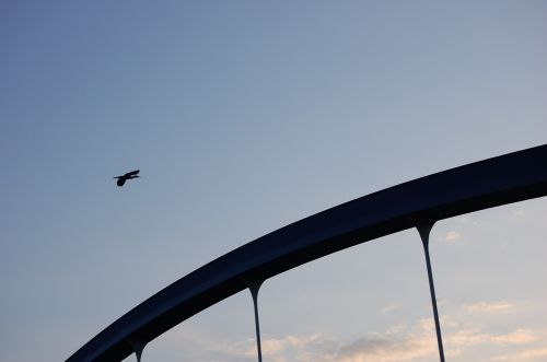 Heronas, Paukštis, Dangus Tiltas, Upė