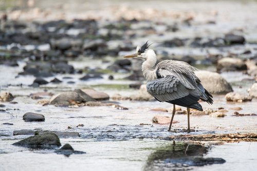 Heron,  Pilkųjų Garnių,  Baden Baden,  Paukštis,  Gyvūnijos Pasaulyje,  Vandens,  Vanduo Paukštis,  Upė,  Gamta