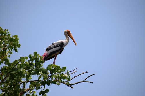 Heron,  Paukštis,  Garnių