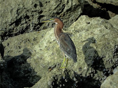 Heronas, Vandens Paukštis, Costa