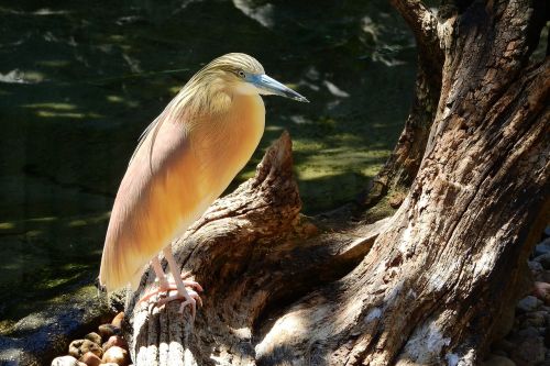 Heron Plaukuotas, Ardeola Ralloides, Ciconiiformes, Maža Egret, Vandens Paukštis