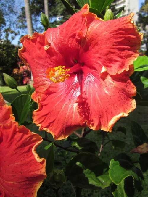 Hibiscus, Gėlė, Raudona, Atogrąžų, Hawaii