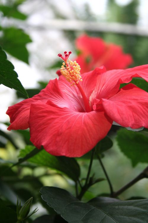 Hibiscus, Raudonasis Hibiscus, Raudona Gėlė, Gėlė, Gėlių, Atogrąžų, Augalas, Gamta, Hawaii, Gyvas, Sodas, Krūmas, Botanikos, Botanika, Hibiscus Rosa-Sinensis