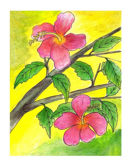 Hibiscus, Gėlių Iliustracija, Augalas