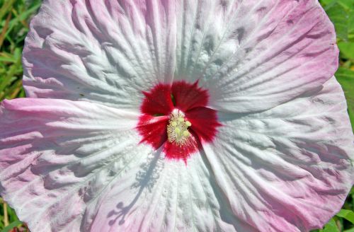 Hibiscus,  Rožinis,  Balta,  Gėlė,  Hibiscus