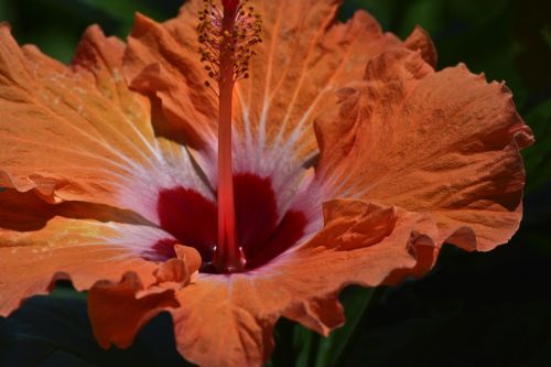 Hibiscus, Oranžinė Ir Raudona Gėlė, Sodas Atogrąžų, Hawaii, Gėlių