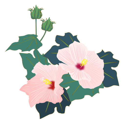 Hibiscus, Furun, Rožinis, Gėlės