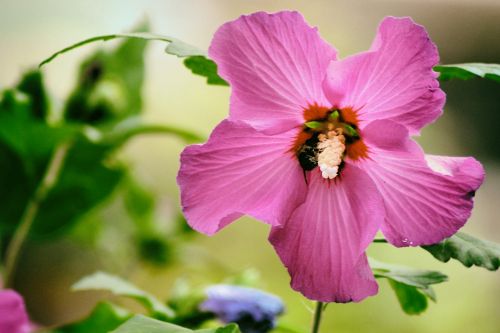 Hibiscus, Rožinis, Žiedas, Žydėti, Sodas, Rožinė Gėlė, Vasara