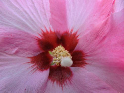 Hibiscus, Hibisceae, Rožinė Gėlė, Pistil, Žiedadulkės, Uždaryti, Gėlė, Amarilio Augalas, Hibiscus Gėlė