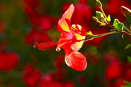 Hibiscus, Vasaros Gėlė, Raudona