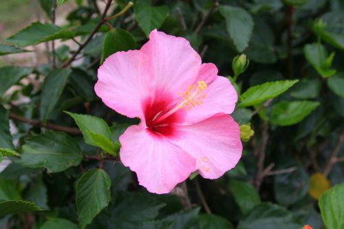 Hibiscus, Rožinis, Gaivus, Rudens Vėjas, Subtropics, Ishigaki Sala, Okinawa, Japonija, Atokios Salos