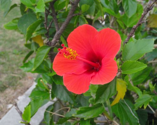Hibiscus, Raudona, Lapai, Žalias, Viena Gėlė, Ishigaki Sala, Okinawa, Japonija, Atokios Salos, Pietų Šalyse, Subtropics
