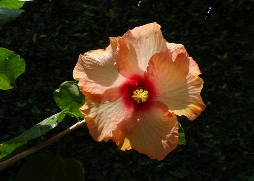 Hibiscus, Persikas, Gėlė, Rosa Sinensis, Kinija Pakilo, Flora, Dharwad, Indija