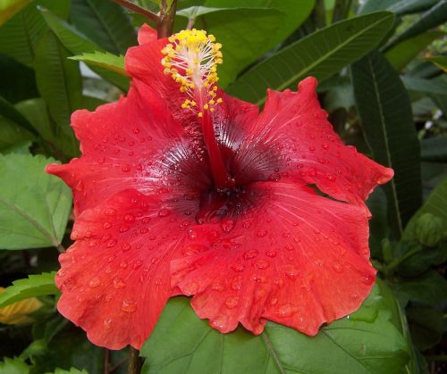 Hibiscus, Gėlė, Hibridas, Raudona, Malvacea, Pistil, Tropicale, Žiedadulkės