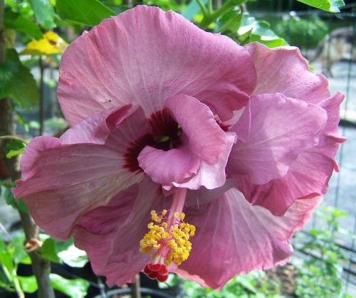 Hibiscus, Rožinė Gėlė, Malvacea, Žiedlapiai, Pistil, Tropicale