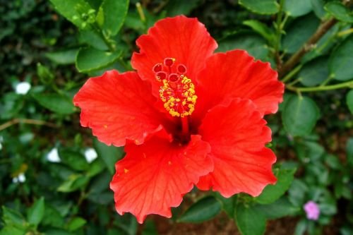 Hibiscus, Raudona, Gėlė, Rosa Sinensis, Kinija Pakilo, Indija