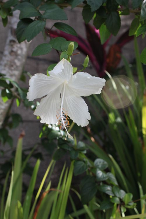 Hibiscus, Balta, Gėlė