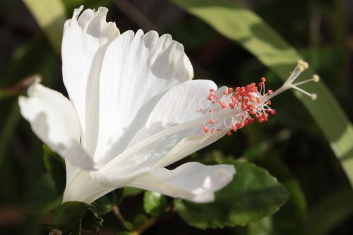 Hibiscus, Balta, Gėlė