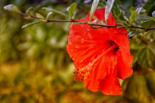 Hibiscus, Raudona, Gėlė, Gamta, Augalas, Gėlių, Lapai, Atogrąžų, Rožė, Žiedlapis, Žiedas, Vasara, Balta, Žalias, Sodas, Rožinis, Spalva, Natūralus, Egzotiškas, Žydėti, Kinai, Spalvinga, Geltona, Žiedadulkės, Aloha, Pavasaris, Šviesus, Hawaii, Šviežias, Tvirtas